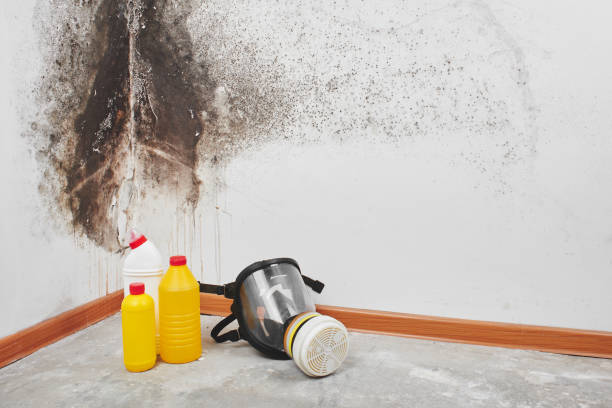 Best Residential Mold Removal  in Walterboro, SC