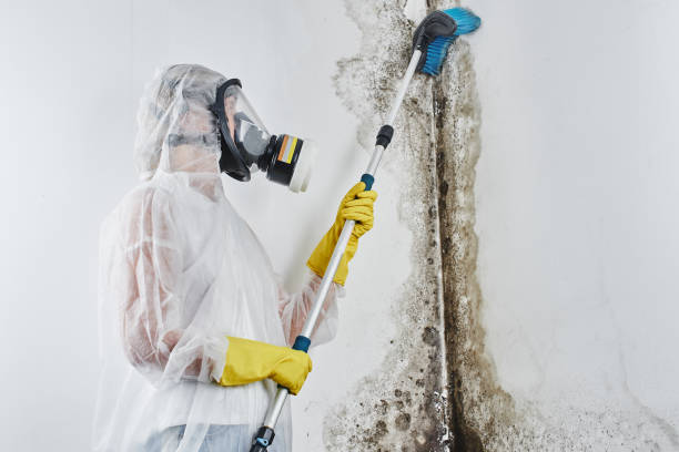 Best Mold Damage Repair  in Walterboro, SC