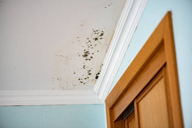 Best Certified Mold Removal  in Walterboro, SC