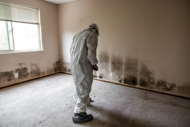 Walterboro, SC Mold Removal Company