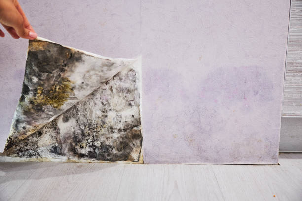 Home Mold Removal in Walterboro, SC